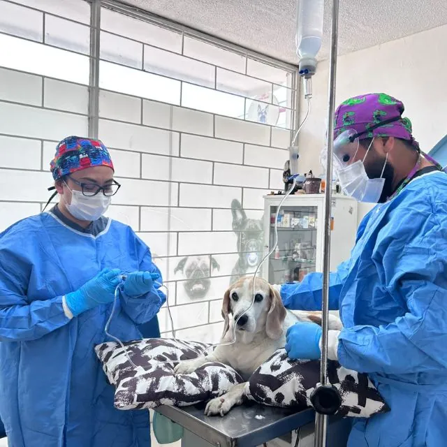Quirófano de cirugía veterinaria programada en Pet Zoone Puebla